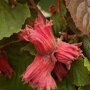 Corylus avellana 'Rode Zeller'